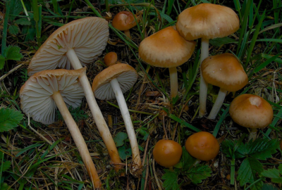 Microclimi e funghi tardo-primaverili <br> Escursioni Micologiche