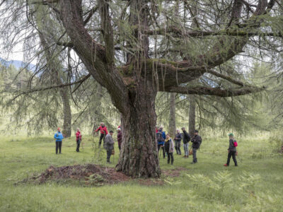 IL NOSTRO BOSCO <br> Alla scoperta di un progetto fotografico dedicato alla Comunità di Fiemme