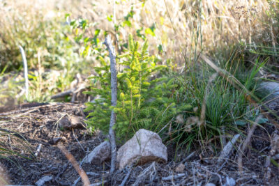 Le foreste alpine che si rigenerano: disturbi e bilancio del carbonio – Conferenza