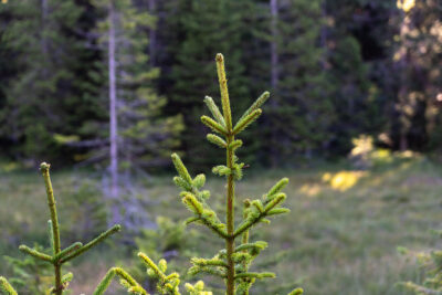 Foreste e cambiamenti climatici:  gestire i rischi, cogliere le opportunità – Conferenza