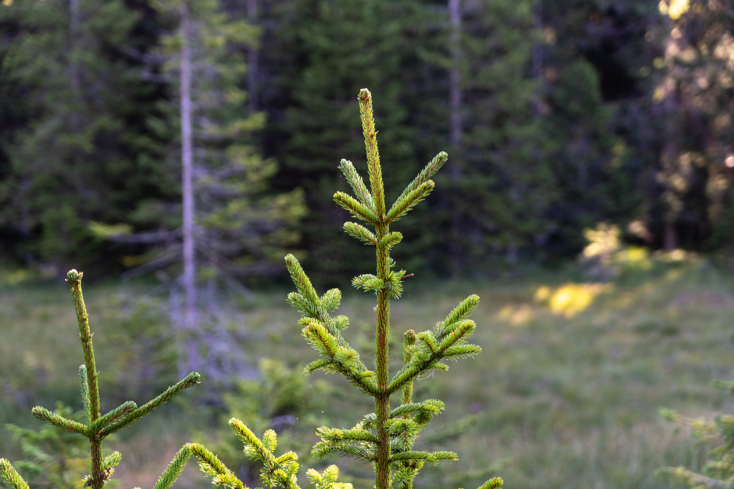 Foreste e cambiamenti climatici:  gestire i rischi, cogliere le opportunità – Conferenza