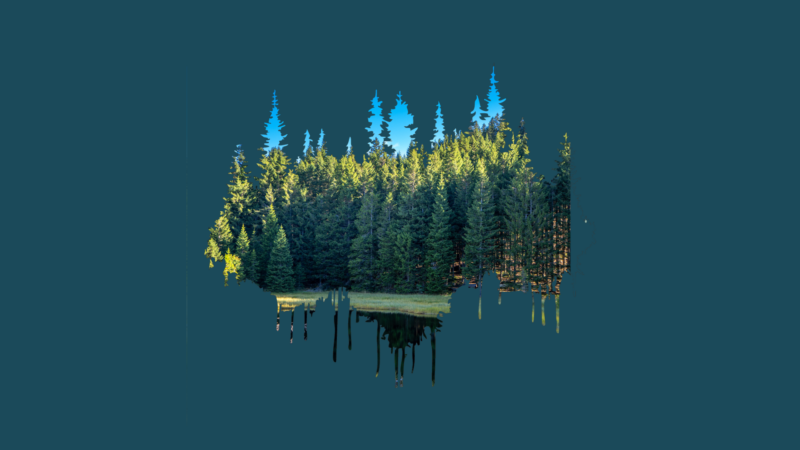 Il bosco e le piante nella crisi climatica attuale: il caso della Magnifica Comunità di Fiemme – <br>Wälder und Pflanzen in der aktuellen Klimakrise. Fallbeispiel – Magnifica Comunità di Fiemme