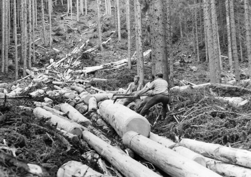 Legno anima di Fiemme